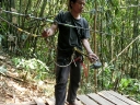 gibbon (13)